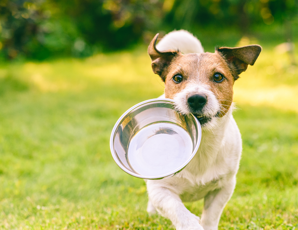 Hund mit Napf – Futterumstellung mit entoVITAL