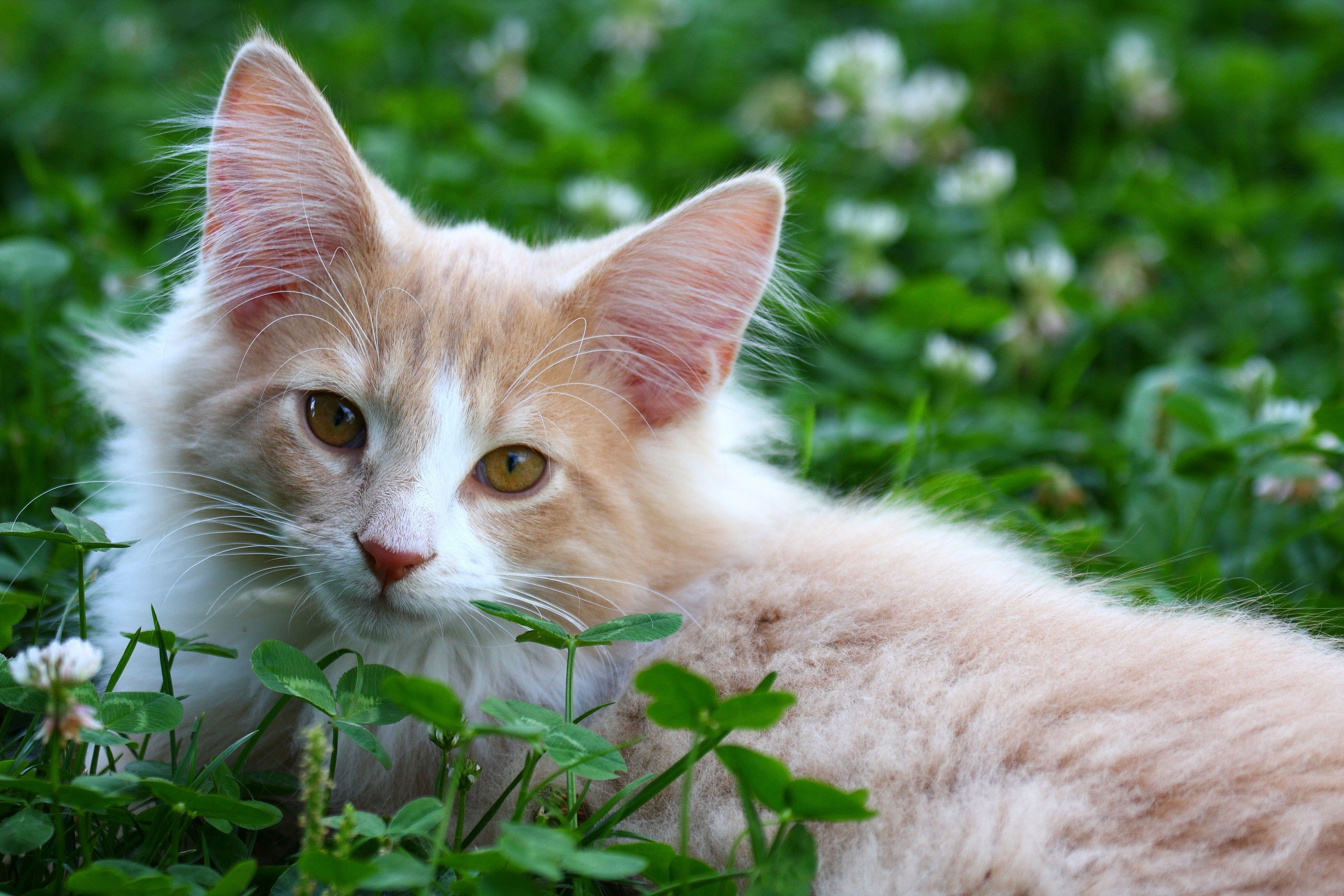 Insektennahrung und Katzen – Ein Auszug aus der ersten Studie in diesem Zusammenhang