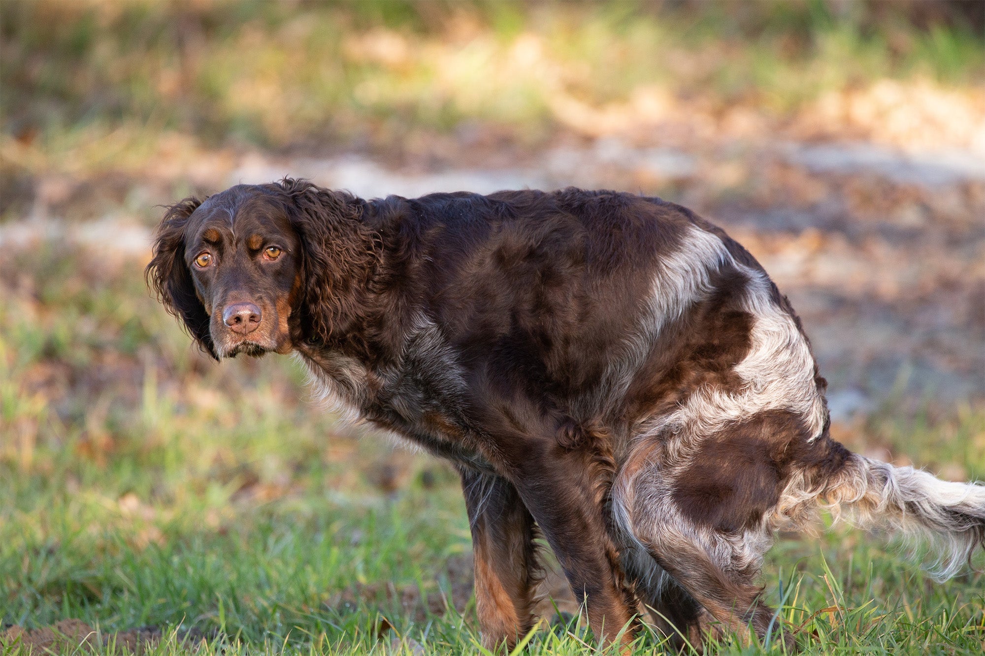 KOTABSATZ & Hundefutter?