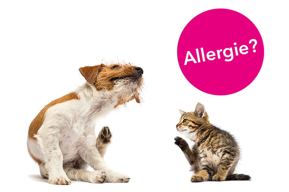 Allergie? Wir haben die Lösung!