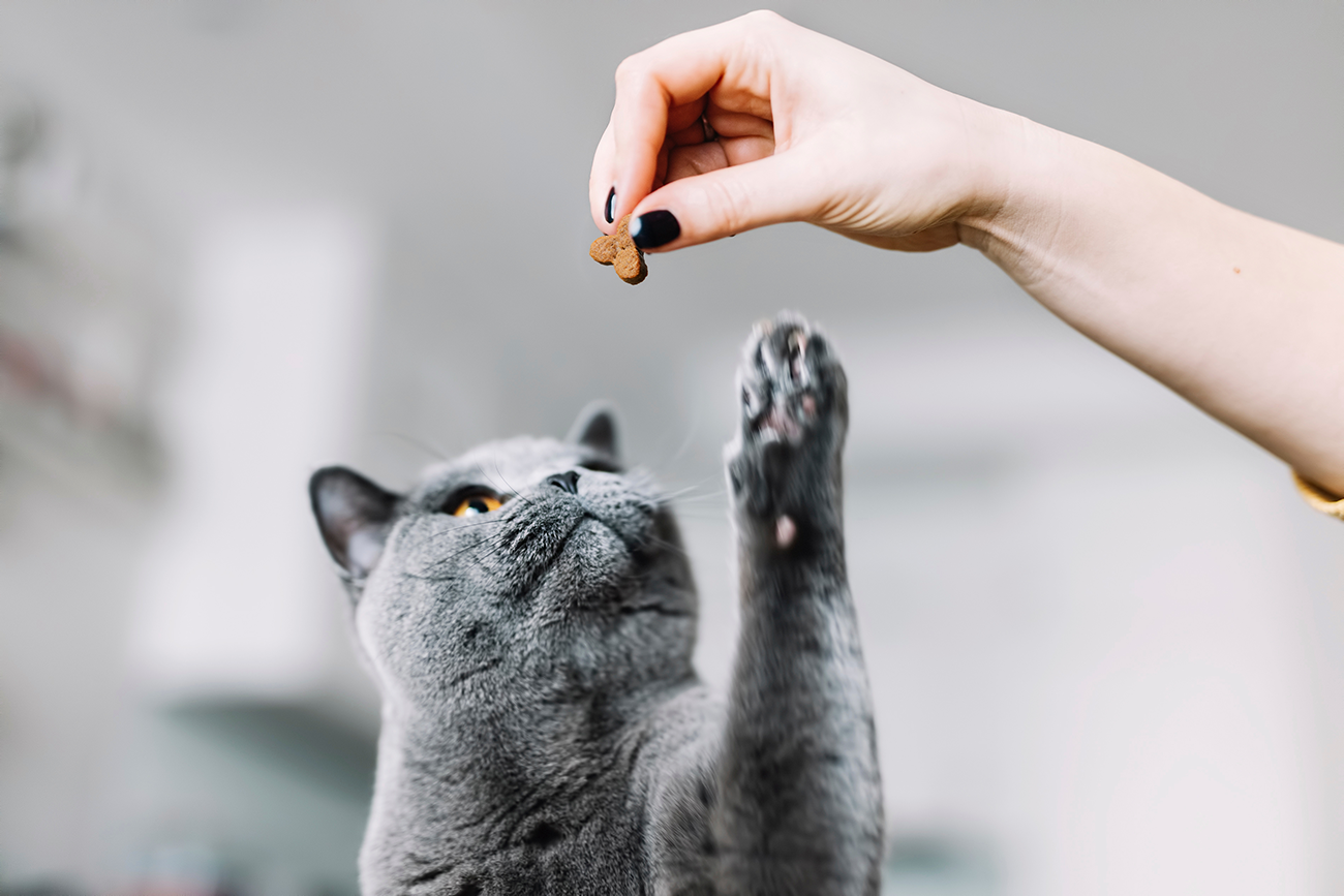 Snacks für Katzen