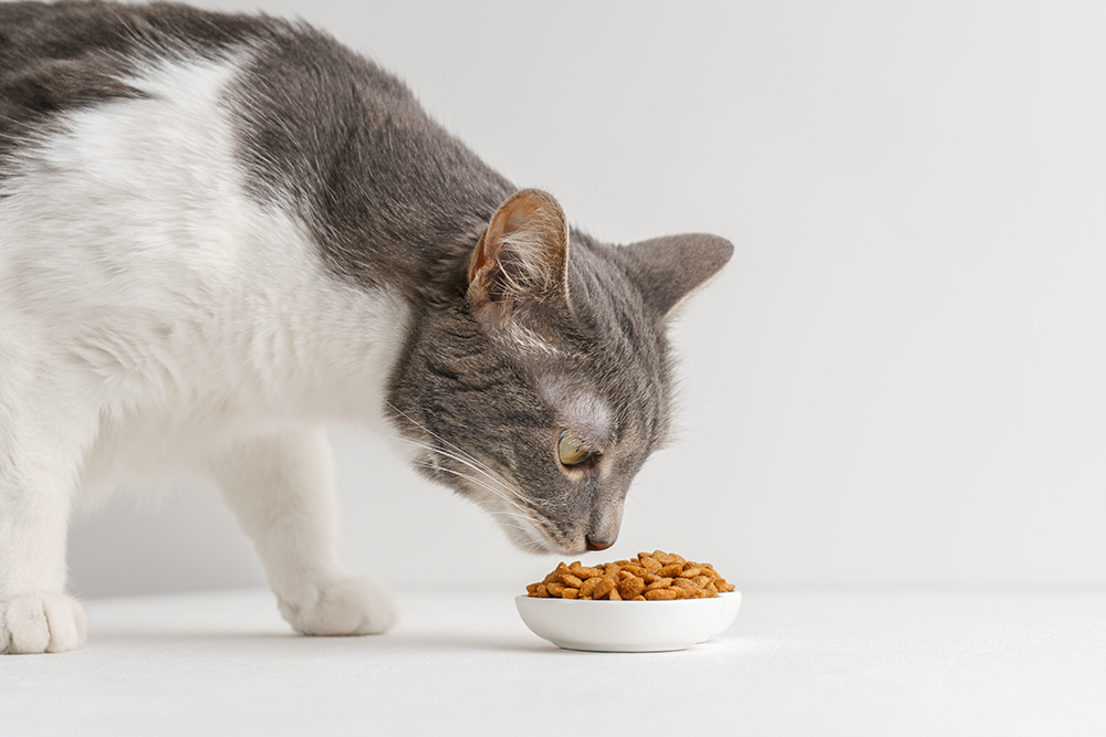 Cibo secco per gatti