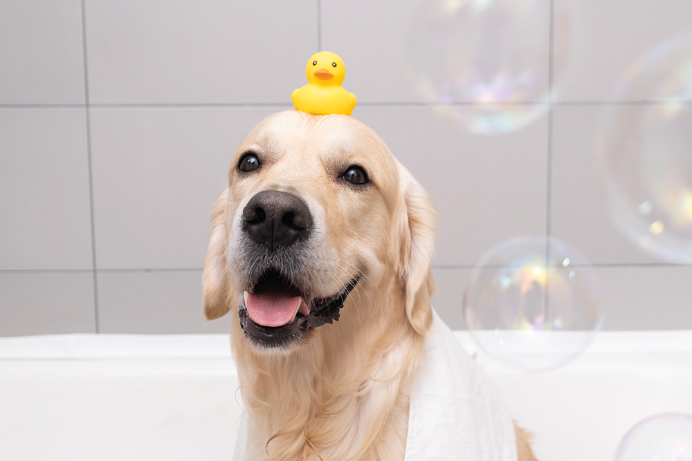 Zubehör für Hunde