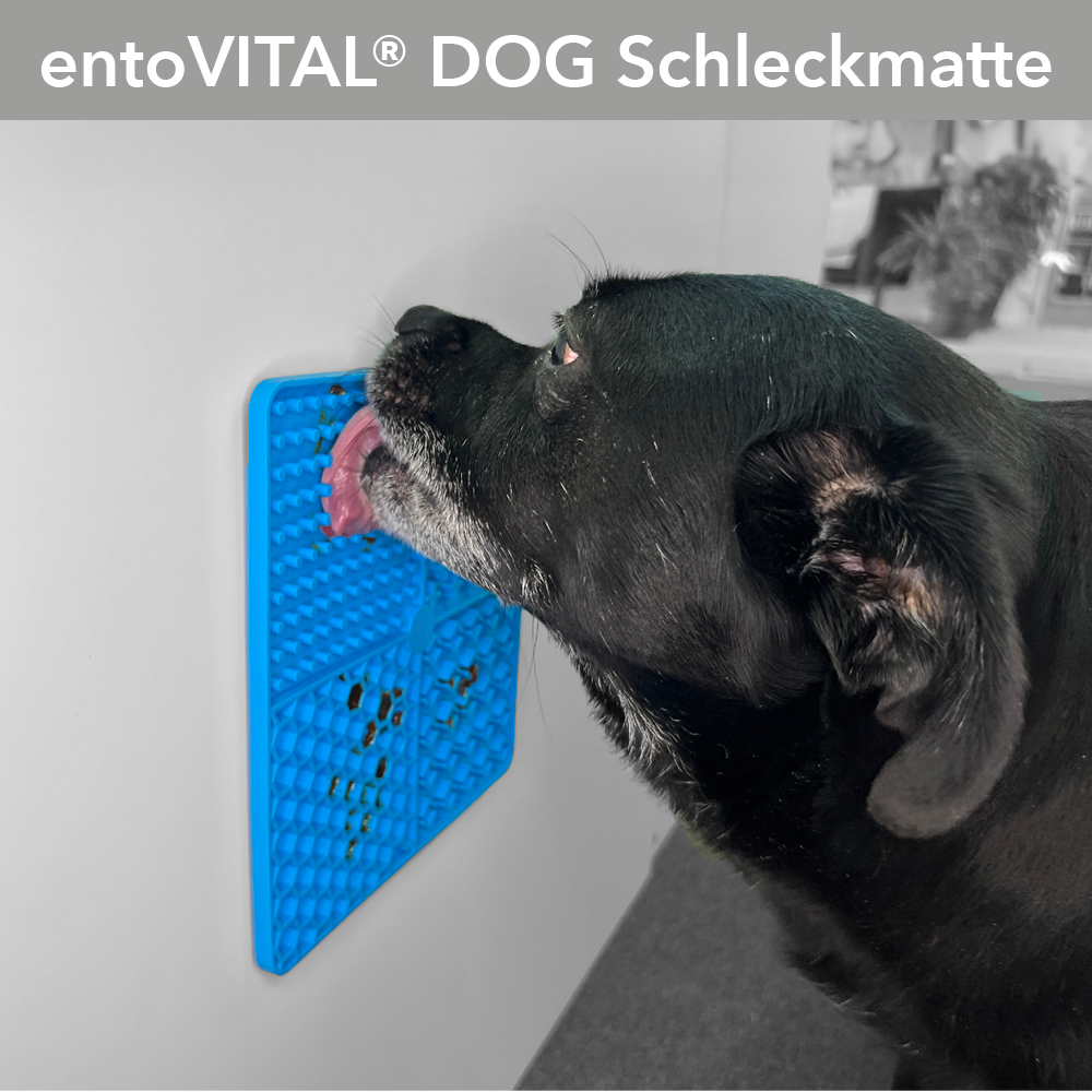 Foto eines schwarzen Hundes, der an der an einer Wand befestigten entoVITAL DOG Schleckmatte genüsslich schleckt