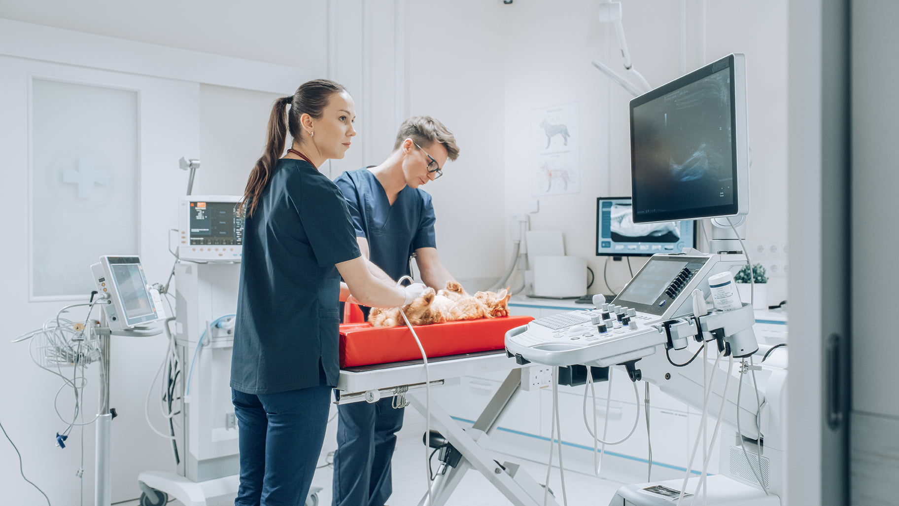 Eine Tierärztin und ein Tierarzt, welche sich gemeinsam um ein Tier während einer Operation kümmern.