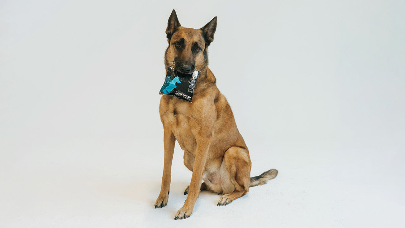 Fero, Hund der entoVITAL CEO Conny Pint mit einer Packung entoVITAL DOG hypoallergenic in seinem Mund