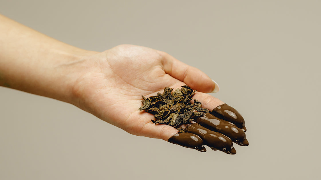 Eine menschliche Hand getaucht in Schokolade, welche Insektenlarven auf der Handfläche trägt