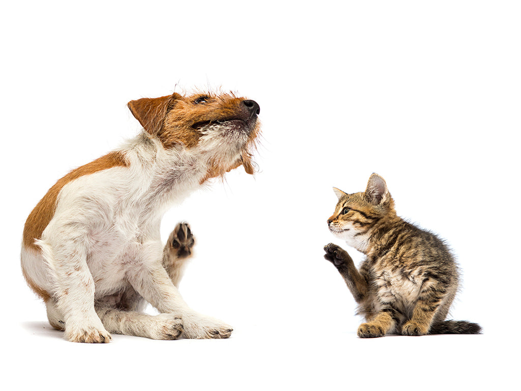 Nicht Fisch, nicht Fleisch - Gut so! Bild eines Hundes und einer Katze die sich beide kratzen