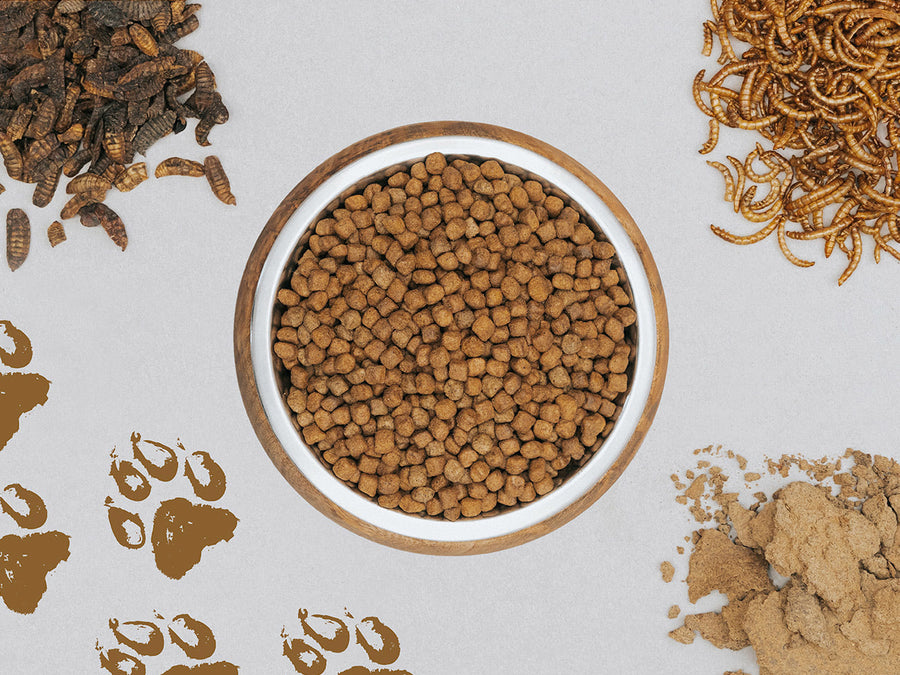 Che cos'è il cibo per cani con insetti? - entoVITAL