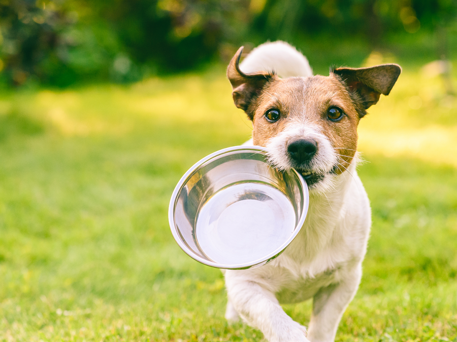 Cambiare la dieta del cane