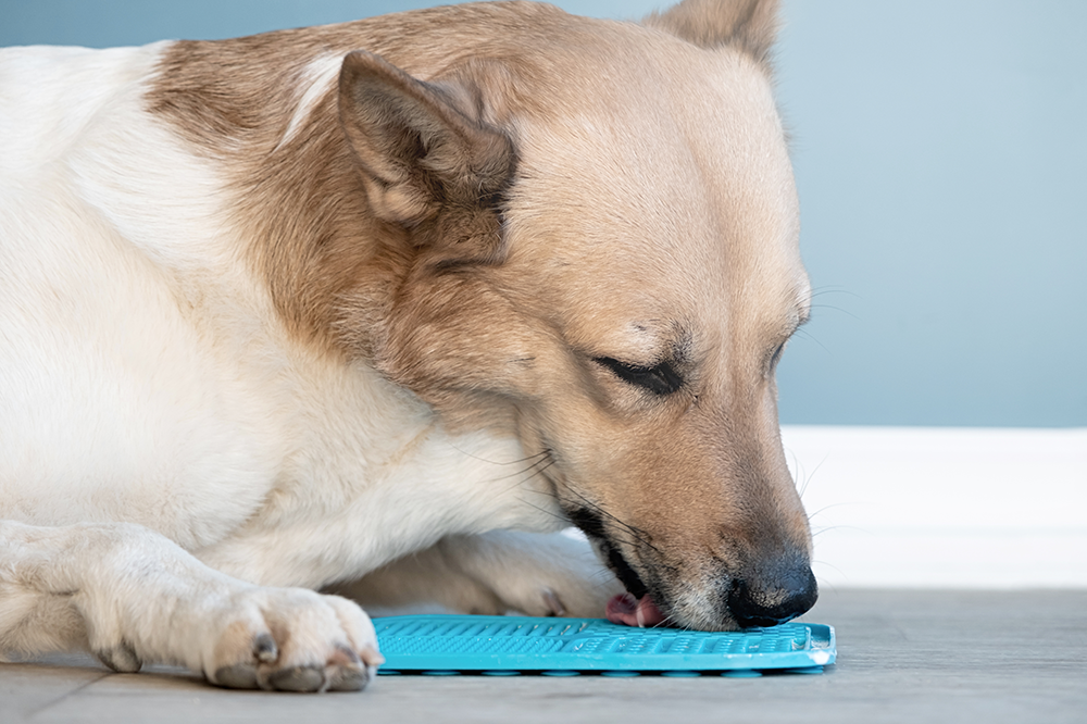 Abkühlung für Hunde im Sommer – Schleckpaste & Schleckmatte als perfekter Snack