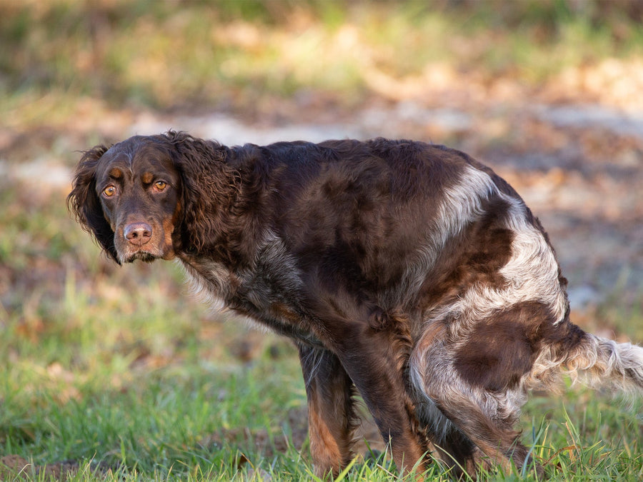 MORTE E CIBO PER CANI?