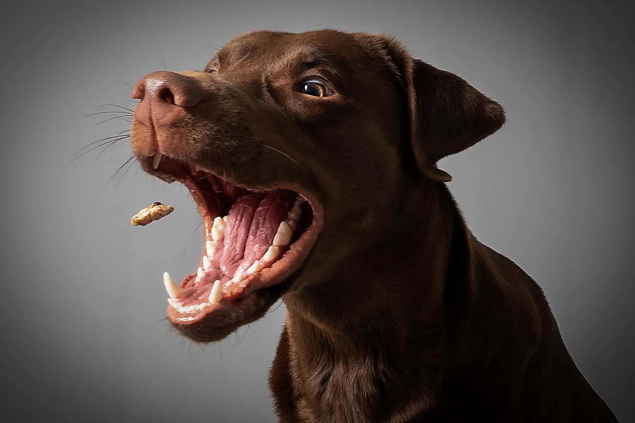 Snacks for dogs