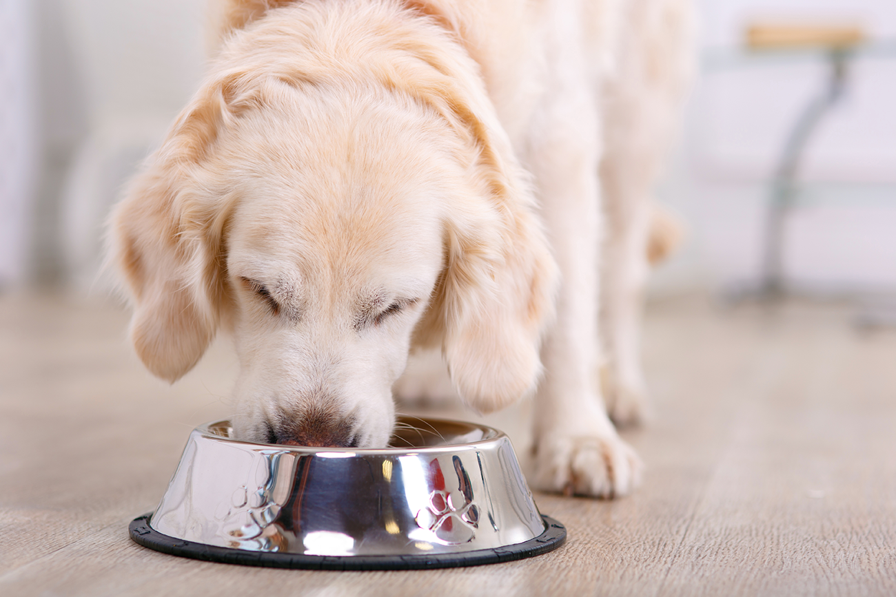 Dry and wet food for dogs