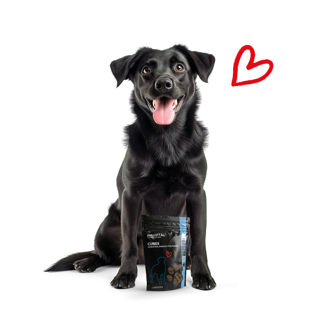 8x Cubi entoVITAL DOG