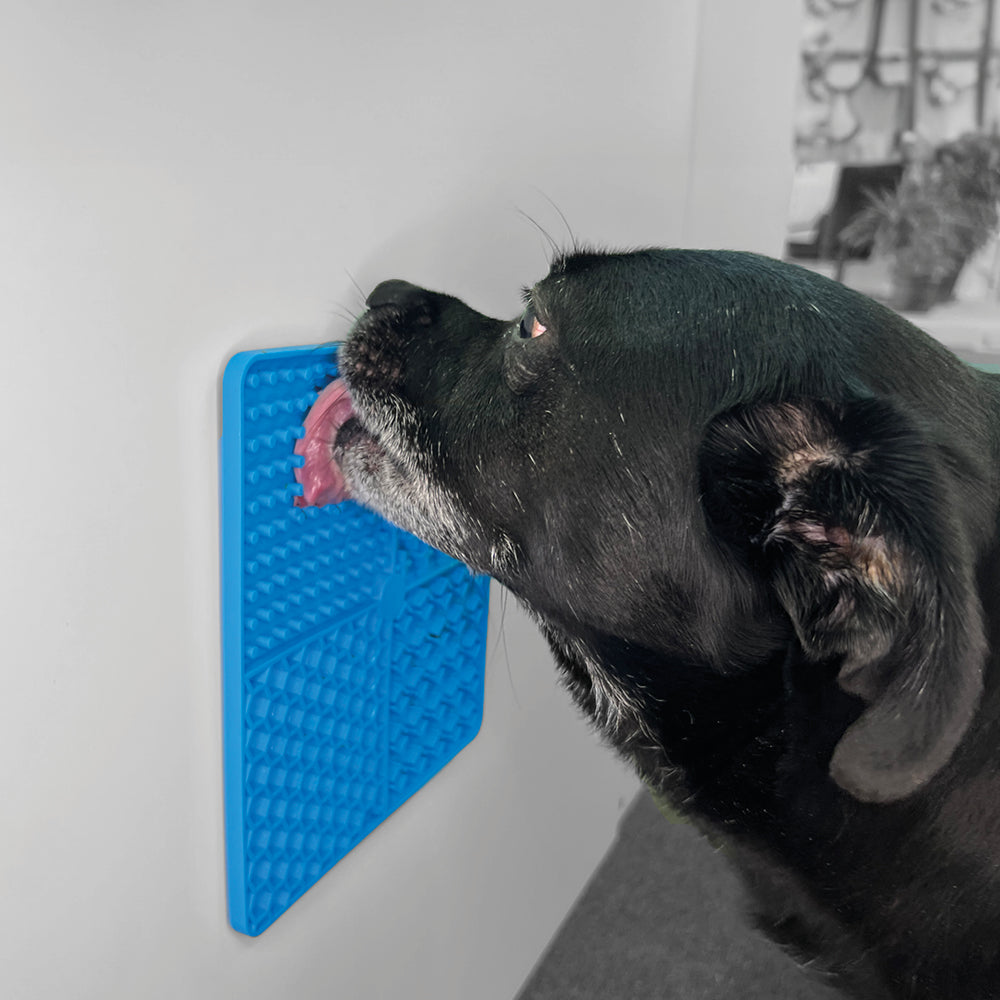 entoVITAL DOG Sommer-Kombi